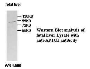 AP1G1 Antibody (Rabbit Polyclonal)