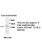 CIDEB Antibody (Rabbit Polyclonal)