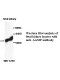 AAMP Antibody (Rabbit Polyclonal)