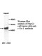 c-Ets 1 Antibody (Rabbit Polyclonal)