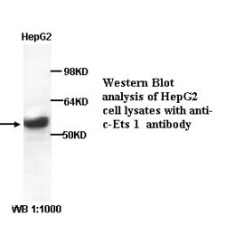 c-Ets 1 Antibody (Rabbit Polyclonal)