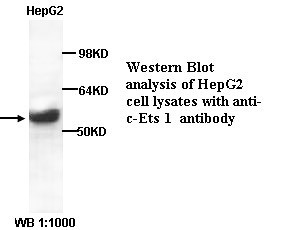 c-Ets 1 Antibody (Rabbit Polyclonal)