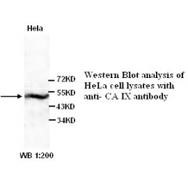 CA LX Antibody (Rabbit Polyclonal)