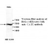 CA LX Antibody (Rabbit Polyclonal)