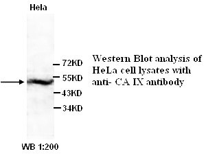 CA LX Antibody (Rabbit Polyclonal)