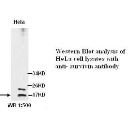 Survivin Antibody (Rabbit Polyclonal)
