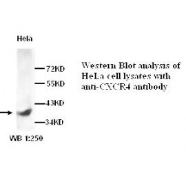 CXCR4 Antibody (Rabbit Polyclonal)