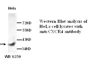 CXCR4 Antibody (Rabbit Polyclonal)