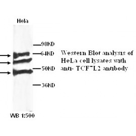 TCF7L2 Antibody (Rabbit Polyclonal)