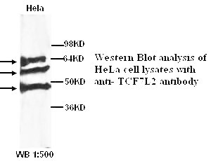 TCF7L2 Antibody (Rabbit Polyclonal)
