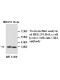 CDK2 antibody(Rabbit Polyclonal)