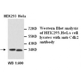 CDK2 antibody(Rabbit Polyclonal)