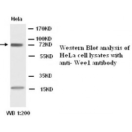 Weel antibody(Rabbit Polyclonal)