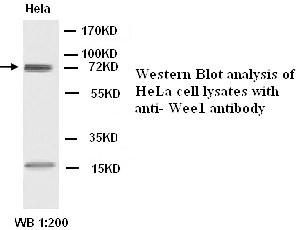 Weel antibody(Rabbit Polyclonal)