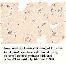  ADAMTS4 Antibody