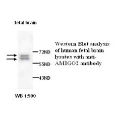  AMIGO2 Antibody