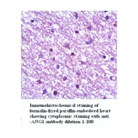 ANG1 Antibody