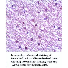 ANG1 Antibody