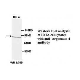 Argonaute 4 Antibody