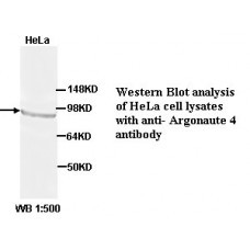 Argonaute 4 Antibody