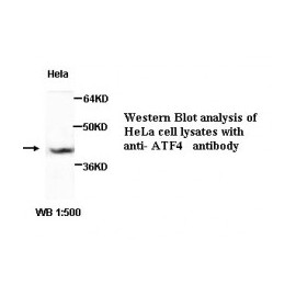 ATF4 Antibody