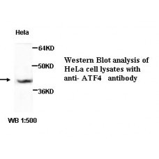 ATF4 Antibody