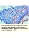 Cytokeratin-1 Antibody