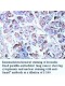  Smad7 Antibody