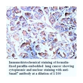  Smad7 Antibody