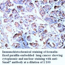  Smad7 Antibody