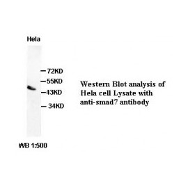 Smad7 Antibody