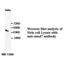 Smad7 Antibody