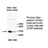 AGRP Antibody