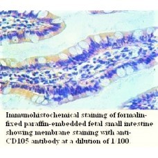  CD105 Antibody