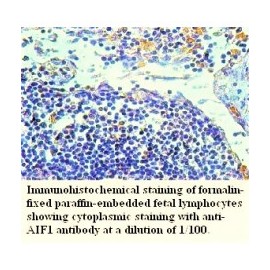  AIF1 Antibody