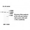 CHL1 Antibody
