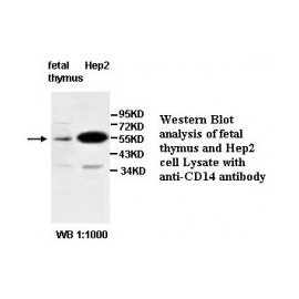  CD14 Antibody