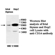  CD14 Antibody