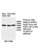 ALDH1A2 Antibody