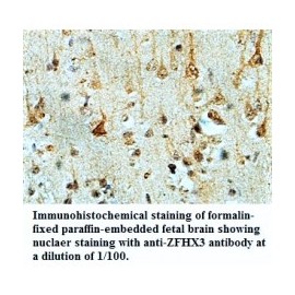 ZFHX3 Antibody
