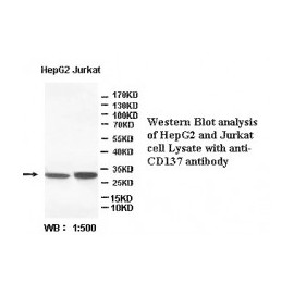  CD137 Antibody