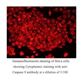 Caspase 9 Antibody