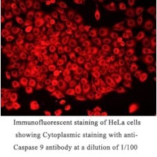Caspase 9 Antibody