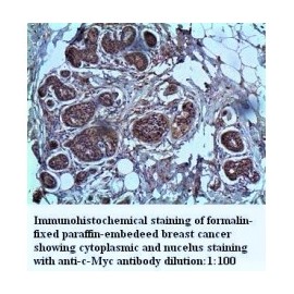  c-Myc Antibody