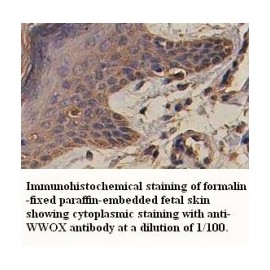  WWOX Antibody