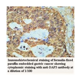  DAP3 Antibody