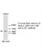  DAP3 Antibody