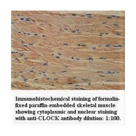  CLOCK Antibody