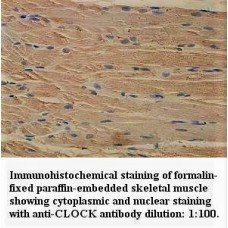  CLOCK Antibody