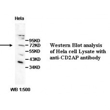  CD2AP Antibody